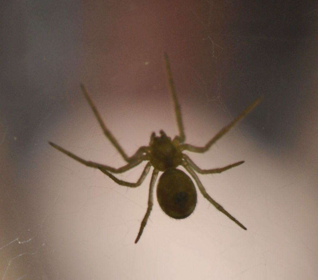 Giovane Linyphiidae - Grosseto